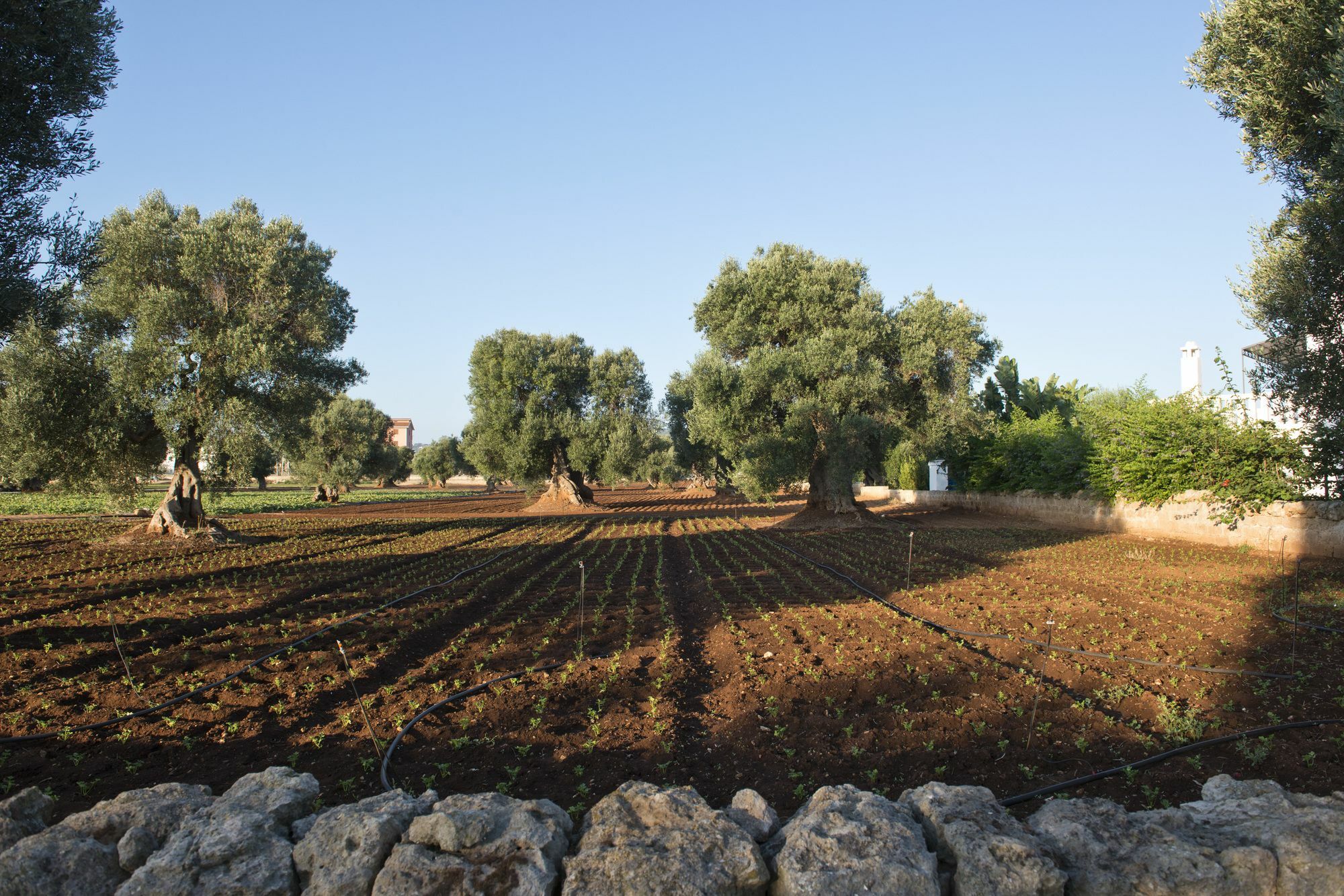 Masseria Don Luigi-Luxury Farmhouse サヴェッレトリ エクステリア 写真